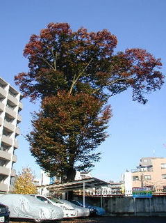 tachiki_5.JPG